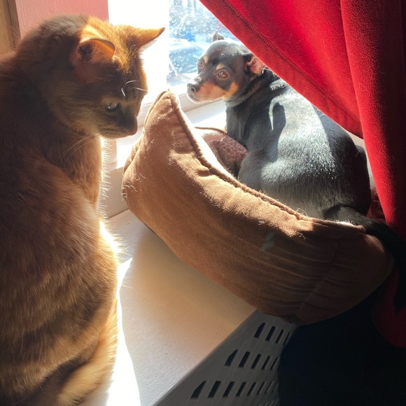 Meet your Posher, Otto - Picture 7 of 16